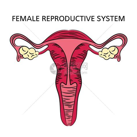 女性人体|女性生殖系统和骨盆的解剖学：带注释的插图和定义 